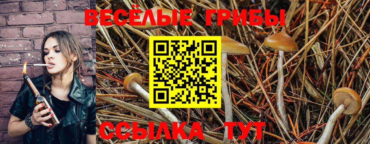 купить закладку  Вход с VPN  Сокол  Псилоцибиновые грибы Psilocybe 